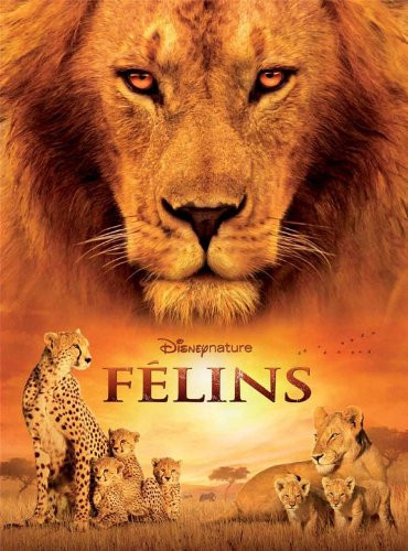 Félins (Grand format)- Livre d'occasion